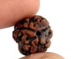 3Face Rudraksha Nepali 3 Mukhi Rudraksh nepali 20mm