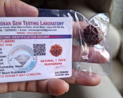 7Face Rudraksha Nepali 7Mukhi Rudraksha nepali 24mm lab certified a