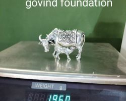 Silver Cow calf Sculpture Kamdhenu in pure silver 3 inches