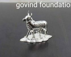 Silver Cow calf Figurine 10gm pure silver Kamdhenu