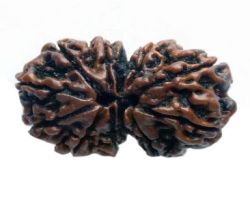 Gorishankar rudraksh original gowrishankar rudraksha 25mm
