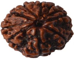 8 Face Rudraksha original nepali 8mukhi Rudraksha udraksh  24mm