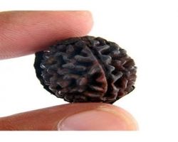 1 face Rudraksha Nepali round shape ek mukhi rudraksh 1 face original rudraksha rare