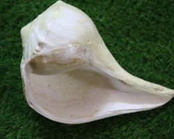 Dakshinavarti shankh. big size dakshinavarti shell 10 inches