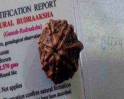 Ganesh ruddraksh original ganesh rudraksha
