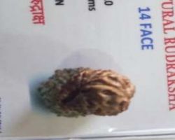 14Face Ruddraksha Nepali 14 Mukhi Rudraksha