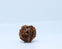 Ganesh Rudraksha excellent quality ganesh rudraksha