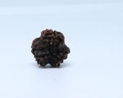 3Face Rudraksha high grade 3mukhi Rudraksha 18mm