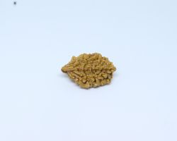 2Face Rudraksha  2mukhi Rudraksha nepali