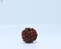 6Face Rudraksha 6mukhi Rudraksha six face Rudraksha