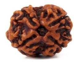 4 face rudraksha 4 mukhi rudraksha  nepali