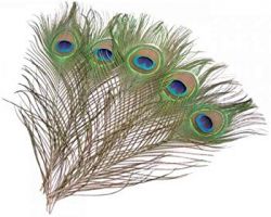 morpankh natural peacock feather set of 5