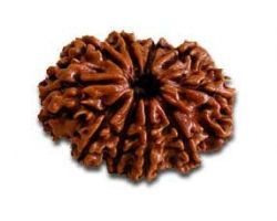 10Face Rudraksha  10 mukhi Rudraksha nepali