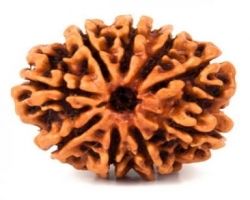 9Face Rudraksha  9mukhi Rudraksha nepali original