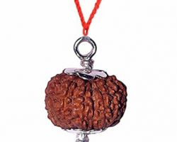 13 face Rudraksha with silver cap 13 mukhi Rudraksha silver pendant in silver cap