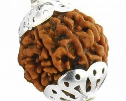 6Face Rudraksha iwith silver cap 6 mukhi Rudraksha with silver cap