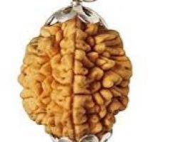 2face Rudraksha silver pendant 2 Mukhi Rudraksha Silver pendant silver cap