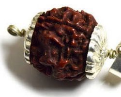 4 face rudraksh in silver cap 4 mukhi rudraksh with silver cap