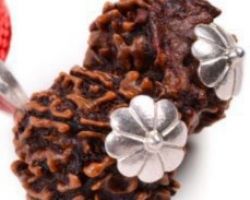 Gorishankar Rudraksha silver cap Original Nepali Gorishankar Rudraksha silver pendant