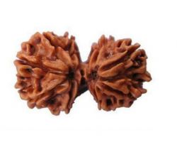 Gorishankar Rudraksha original nepali