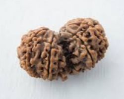 Gorishankar Rudraksha original Nepali Gorishankar Rudraksha