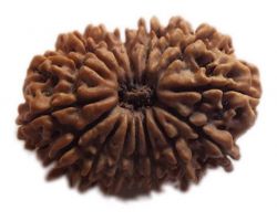 14face Rudraksha 14mukhi Rudraksha udraksh neplai