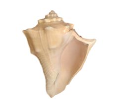 Dakshinavarti shankh right side dakshinavarti Pooja shankh conch 5 inches brown