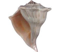 Dakshinavarti shankh dakshinavarti shell 4 inches