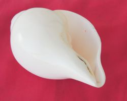 Vamvarti shankh  Blowable shell  bajane wala shankh big size 7 inches