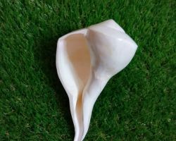 Dakshinavarti  shankh right side dakshinavartiPooja shankh   dakshinavarti shell 7 inches white