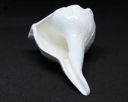 Dakshinavarti shankh dakshinavarti right side Pooja shell 6 inches white