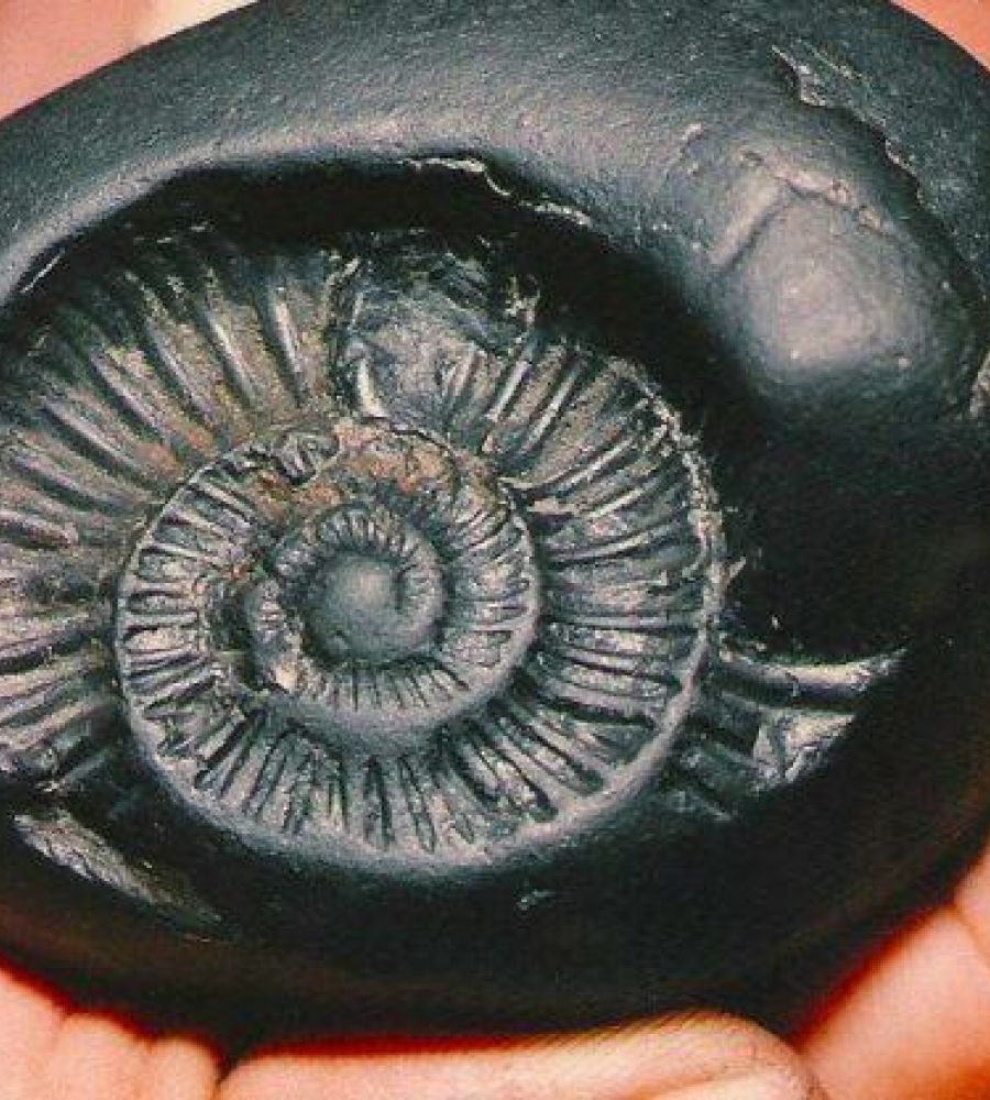 Narayan shaligram original rare Laxmi Narayan shaligram