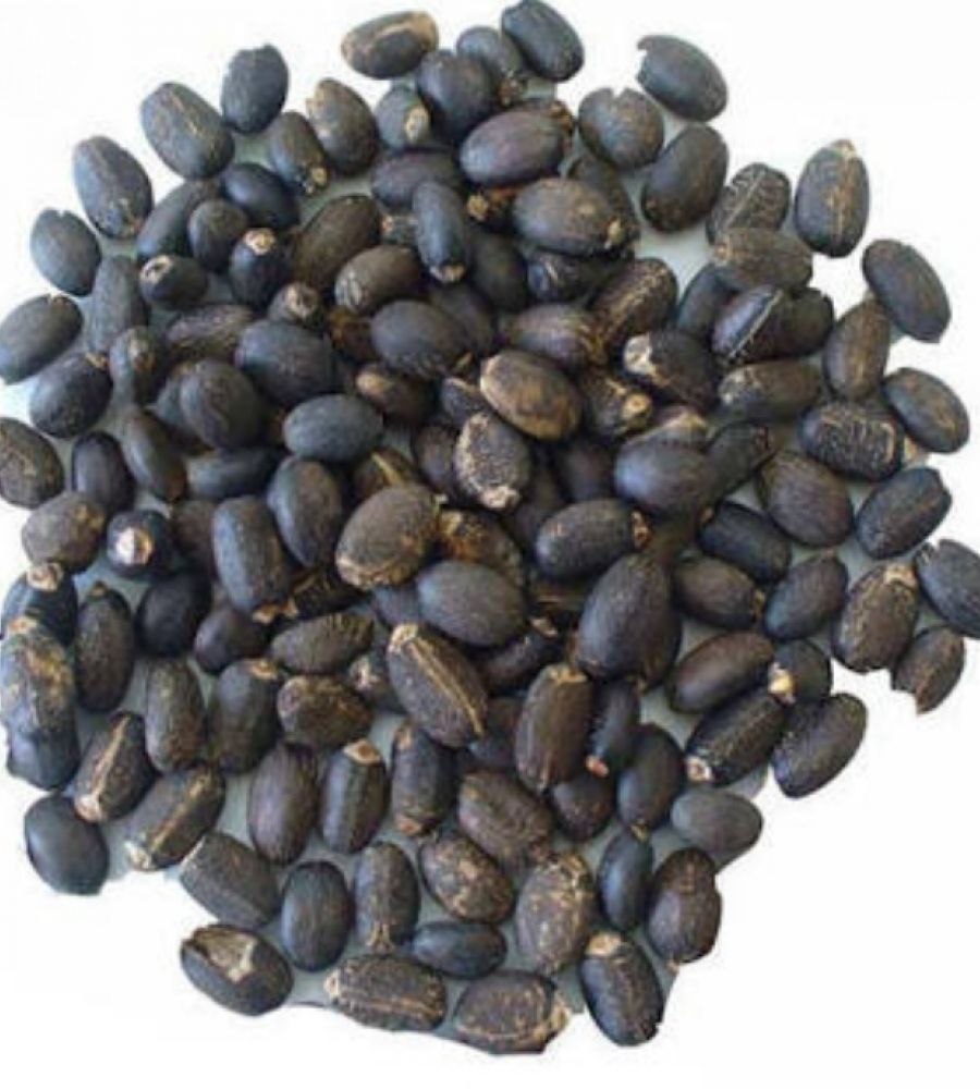 Ratanjot beez ratanjot seeds jatropha 100gm