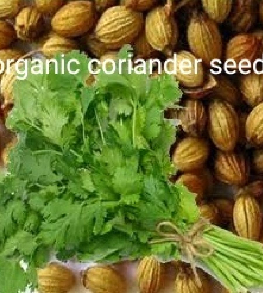 Coriander seeds organic farming seeds dhaniya beez 250gm